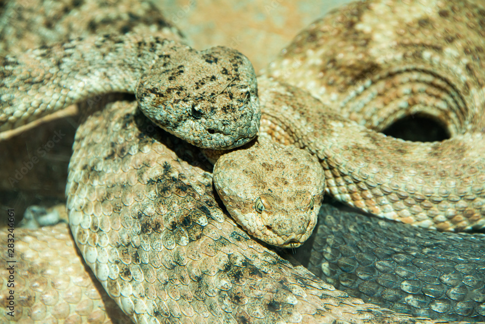 Naklejka premium snake on rock