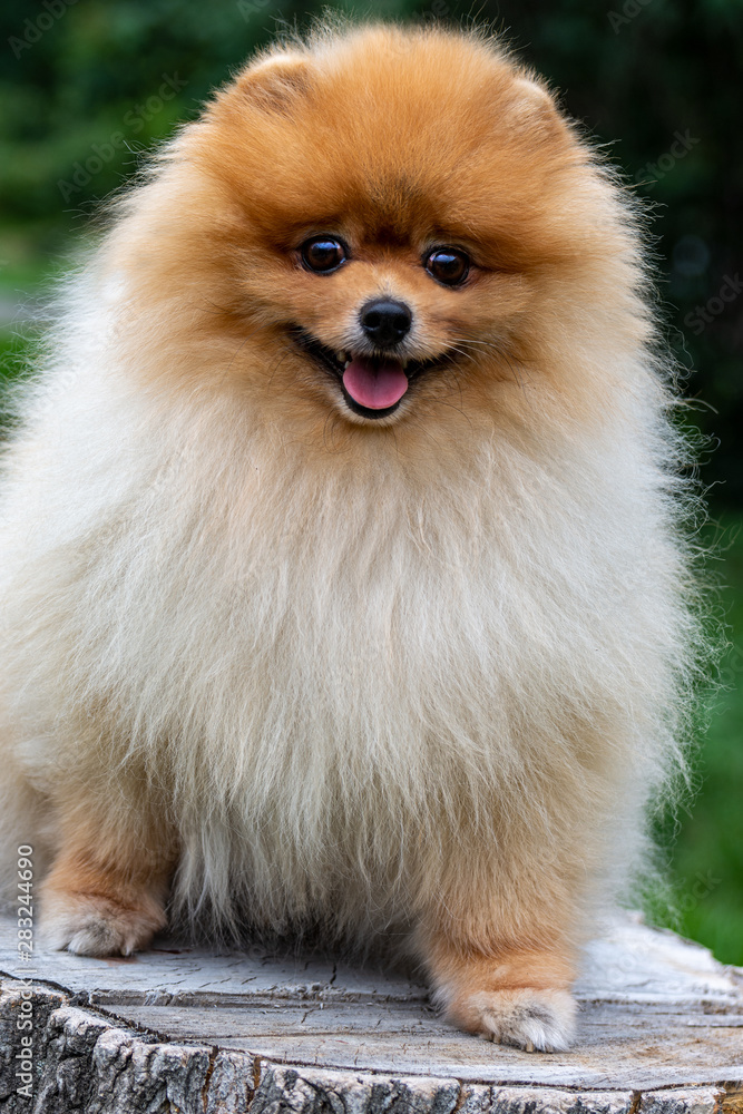 Pomeranian. Cute fluffy charming red-haired Spitz stands full-length on a stump. Walk with a dog on a Sunny day. Pomeranian. Cute fluffy charming red-haired Spitz stands full-length on a stump. Walk with a dog on a Sunny day.