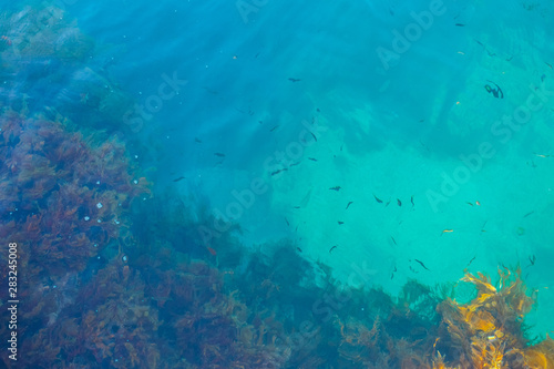 Background of the turquoise sea with fish. View from above