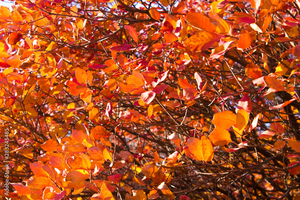 Branches with leaves on a background of sky, minimalism Branches with leaves on a background of sky, minimalism