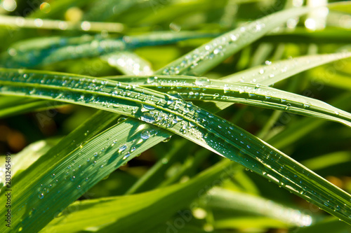 Dewdrops on leaf of grass in morning close-up, macro background