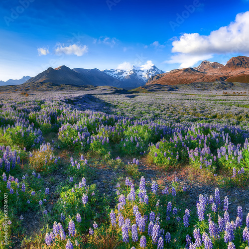 Wallpaper Mural Typical Icelandic landscape with field of blooming lupine flowers Torontodigital.ca
