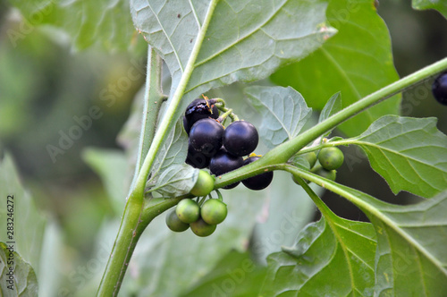 Foto In nature grows nightshade (Solanum nigrum)