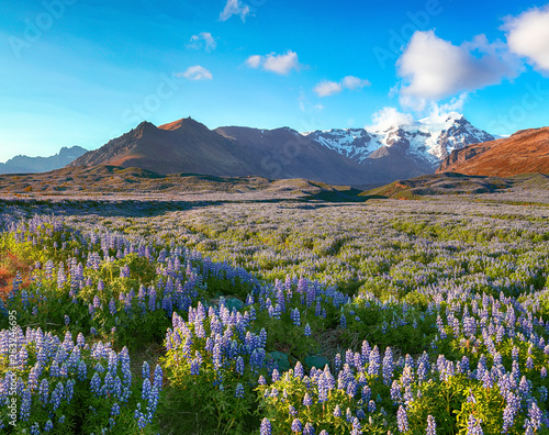 Typical Icelandic landscape with field of blooming lupine flowers © pilat666