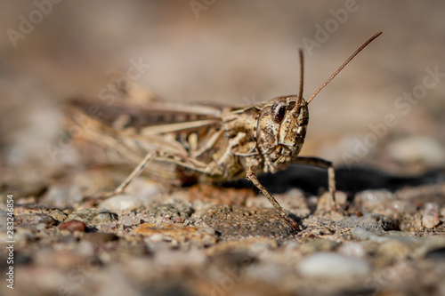 grasshopper - close up view © tzuky333