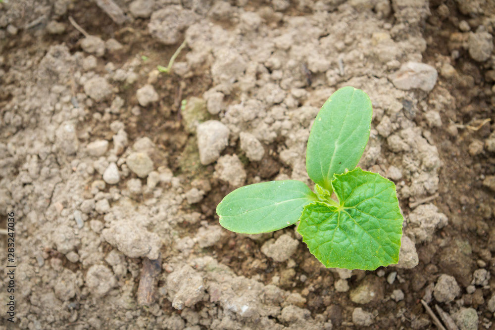 Seedlings cucumber sprout sprouts in the greenhouse in the summer Seedlings cucumber sprout sprouts in the greenhouse in the summer