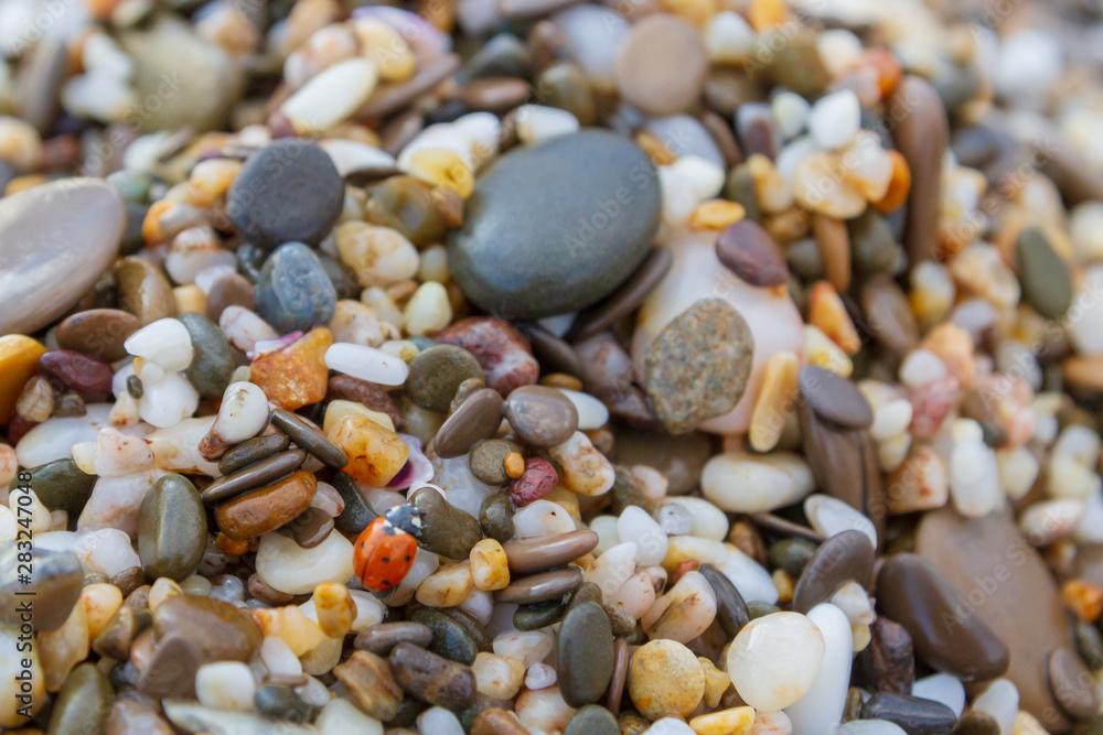 Insect sitting on the beach pebbles near the sea Insect sitting on the beach pebbles near the sea