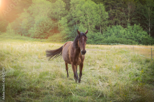 Brown horse in a yellow dry field © RAW Digital Studio
