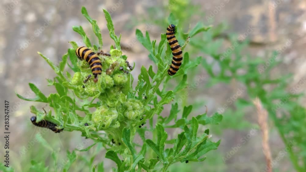 Multiple larva, black and yellow striped, on green leaves, Scandinavia, close up Multiple larva, black and yellow striped, on green leaves, Scandinavia, close up