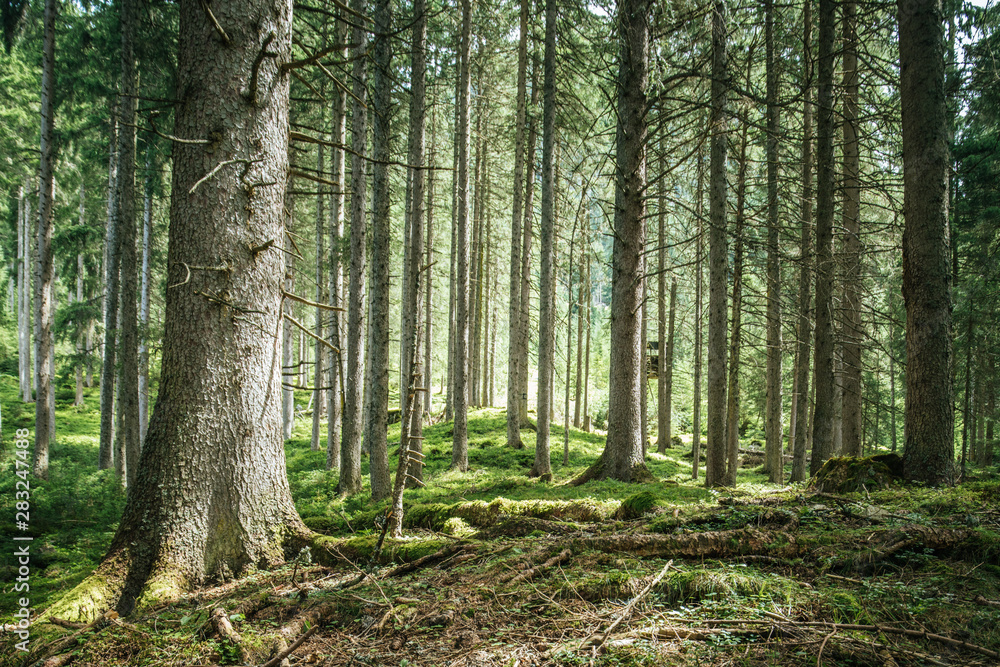 Impressive spruce trees in the forest: Relaxation, spirituality and wood therapy Impressive spruce trees in the forest: Relaxation, spirituality and wood therapy