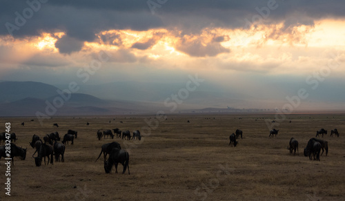 Sunrise in Ngorongoro crater - Tanzania  © David
