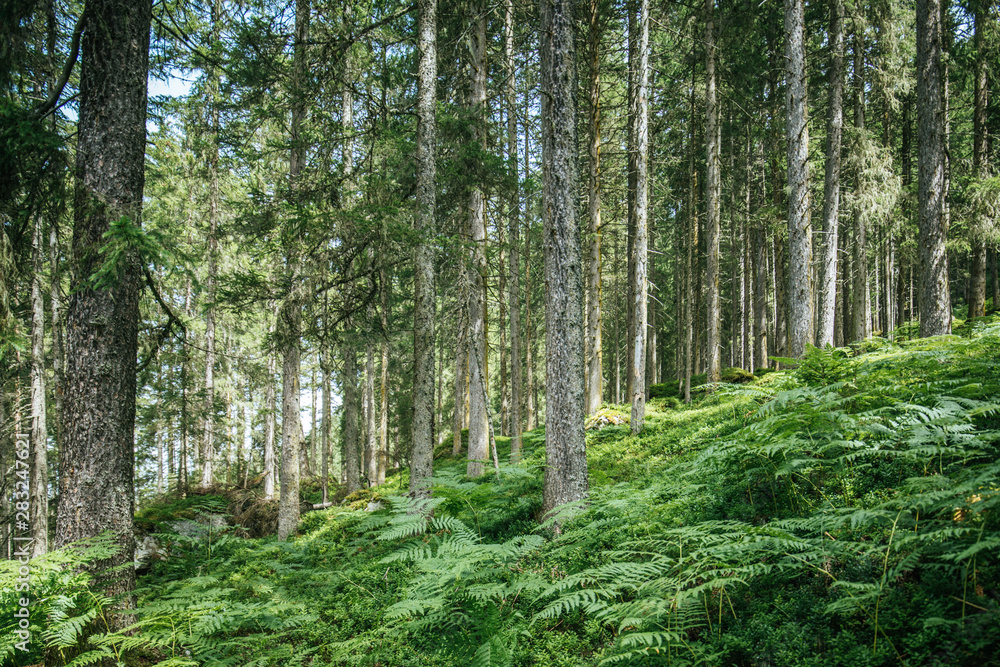 Impressive spruce trees in the forest: Relaxation, spirituality and wood therapy Impressive spruce trees in the forest: Relaxation, spirituality and wood therapy