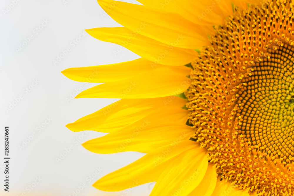 yellow bright sunflower closeup on a white background with place for text.