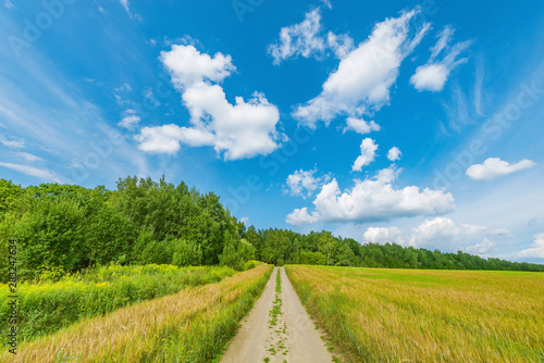 Fototapeta Naklejka Na Ścianę i Meble -  Field with rye and road at day time.
