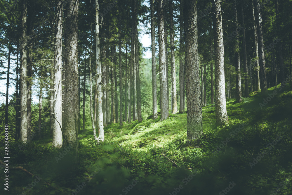 Fototapeta premium Impressive spruce trees in the forest: Relaxation, spirituality and wood therapy
