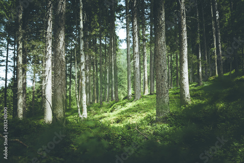 Impressive spruce trees in the forest: Relaxation, spirituality and wood therapy