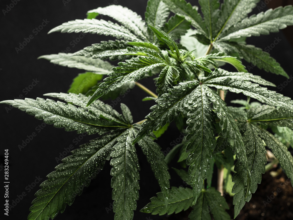Young hemp plant. Green wet leaves. CLOSE-UP Young hemp plant. Green wet leaves. CLOSE-UP