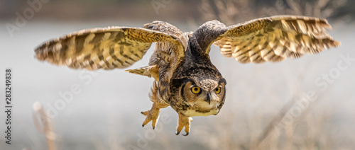 Fototapeta Naklejka Na Ścianę i Meble -  owl in flight