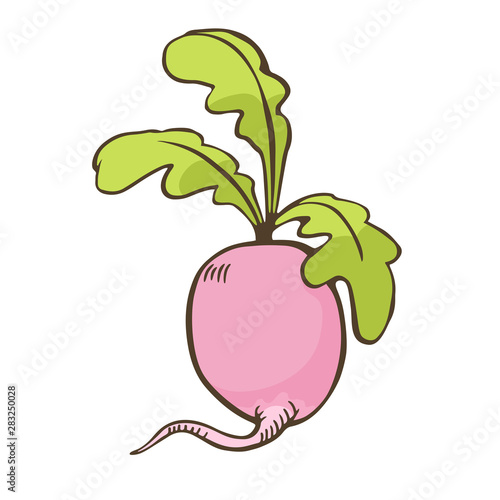 Radish cartoon isolated. Hand drawn vector radish.
