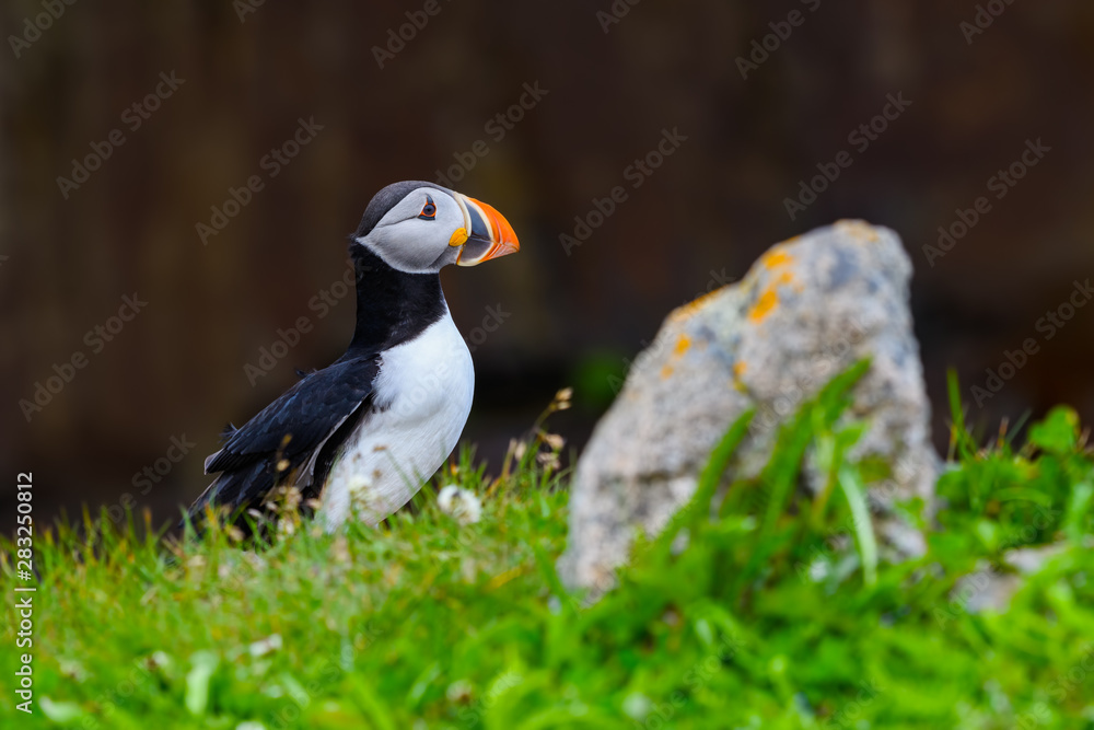 Naklejka premium Atlantic Puffin Standing on Cliff's Rock against Dark Cliff Background, Portrait