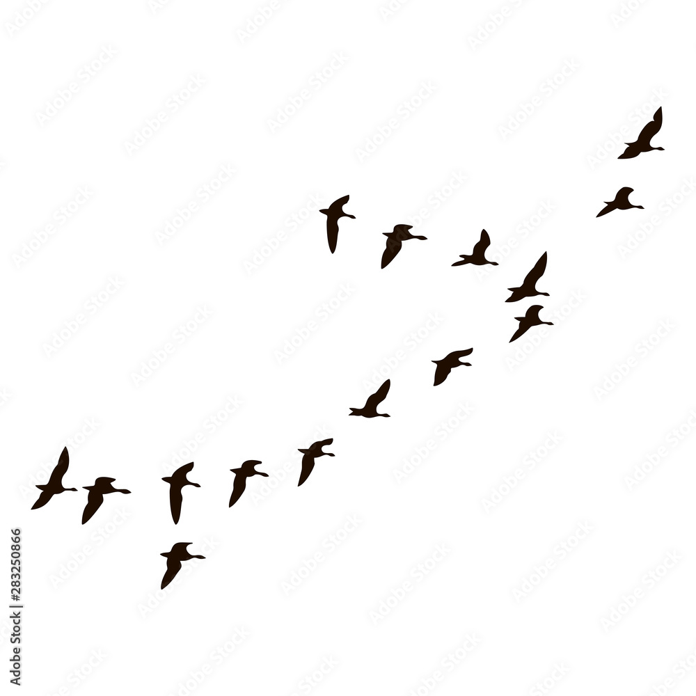 The black silhouettes of flying birds are on white background.