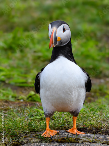 Atlantic Puffin Standing on Cliff's Rock with Green Grass , Vertical Portrait