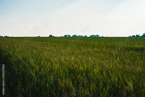 ears of barley on the field