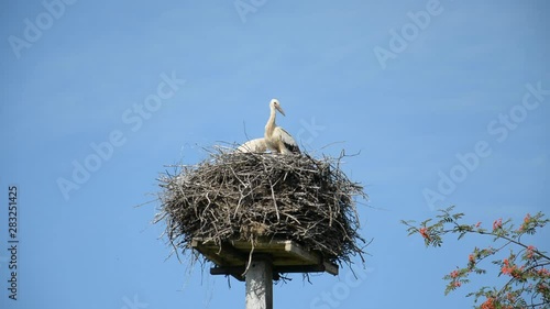 two white storks in a nest against the blue sky on a summer sunny day