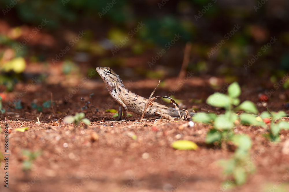 Lizard include quadrupeds with long fingers Lizard include quadrupeds with long fingers