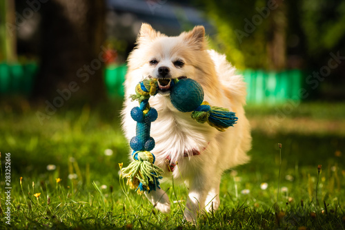 Photography Pomeranian dog german spitz klein fetching a toy running towards camera