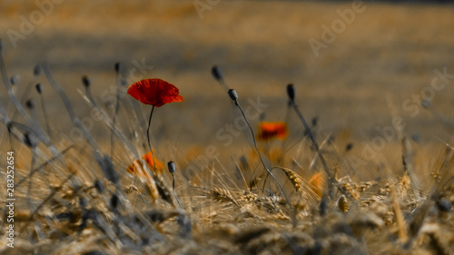 poppy in field