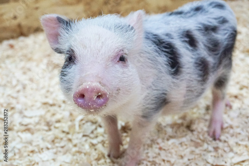 A baby mini-pig.  little pig on the farm