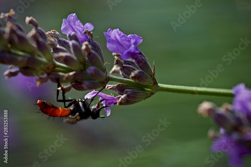 Schlupfwespe auf Lavendel Blüte