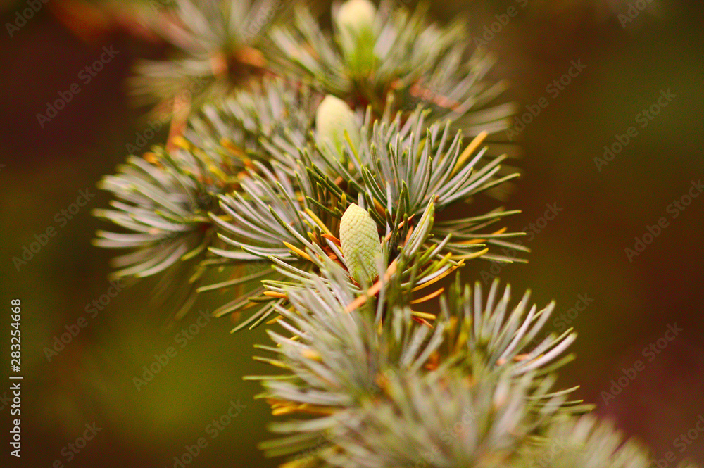 Tannenbaum Makro Tannenbaum Makro