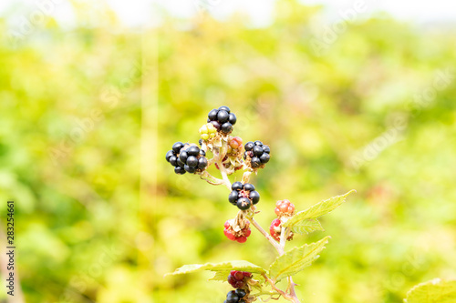 blackberries © Photop