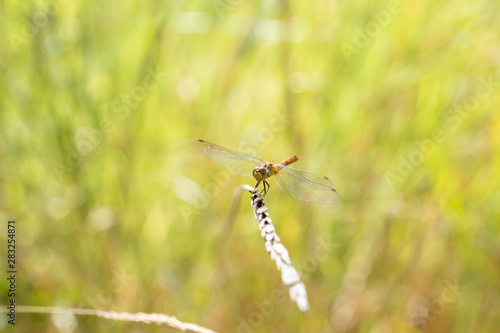 Common Darter Dragonfly 4