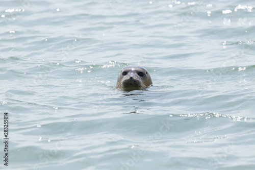 Seal in sea 2