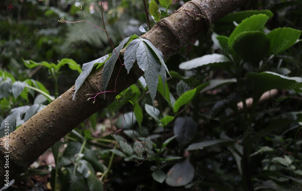 figura en la planta