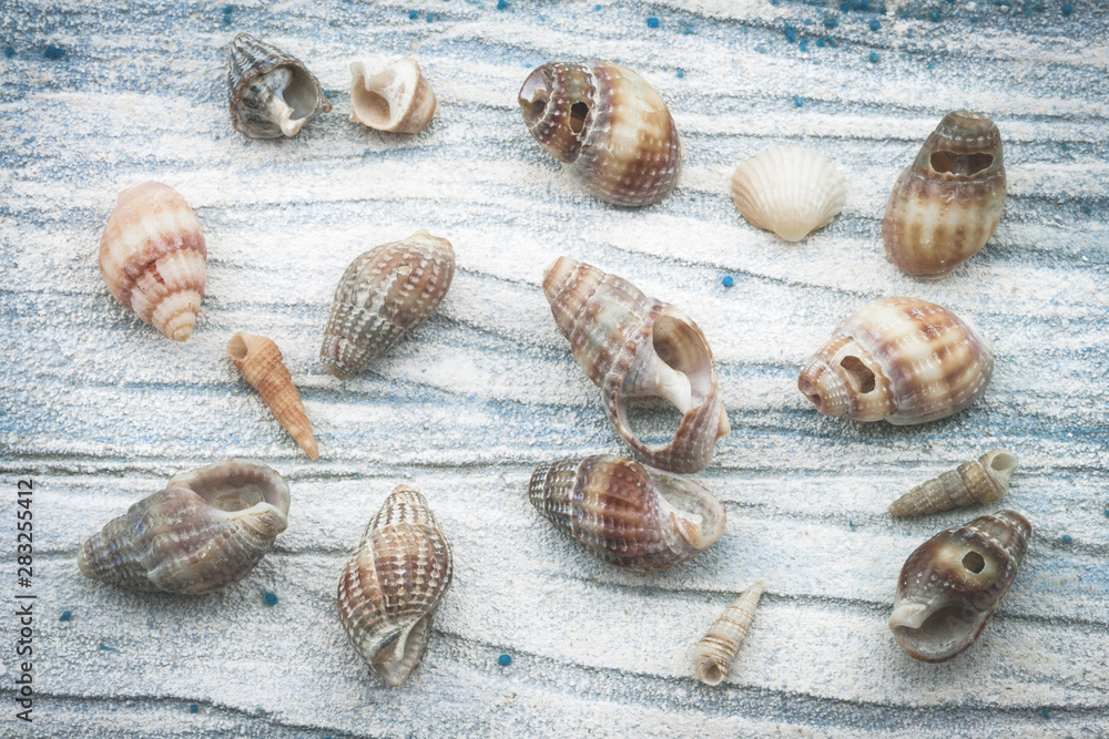 Sea shells on blue textured background