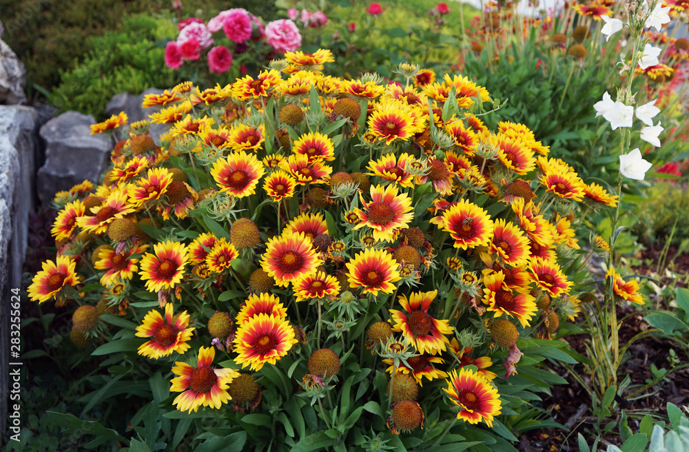 Kokardenblume, insektenfreundliche Pflanze Kokardenblume, insektenfreundliche Pflanze