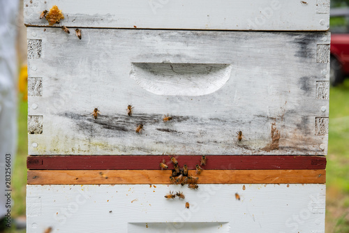 Honeybees on a white wooden box beehive in a backyard beekeeping area