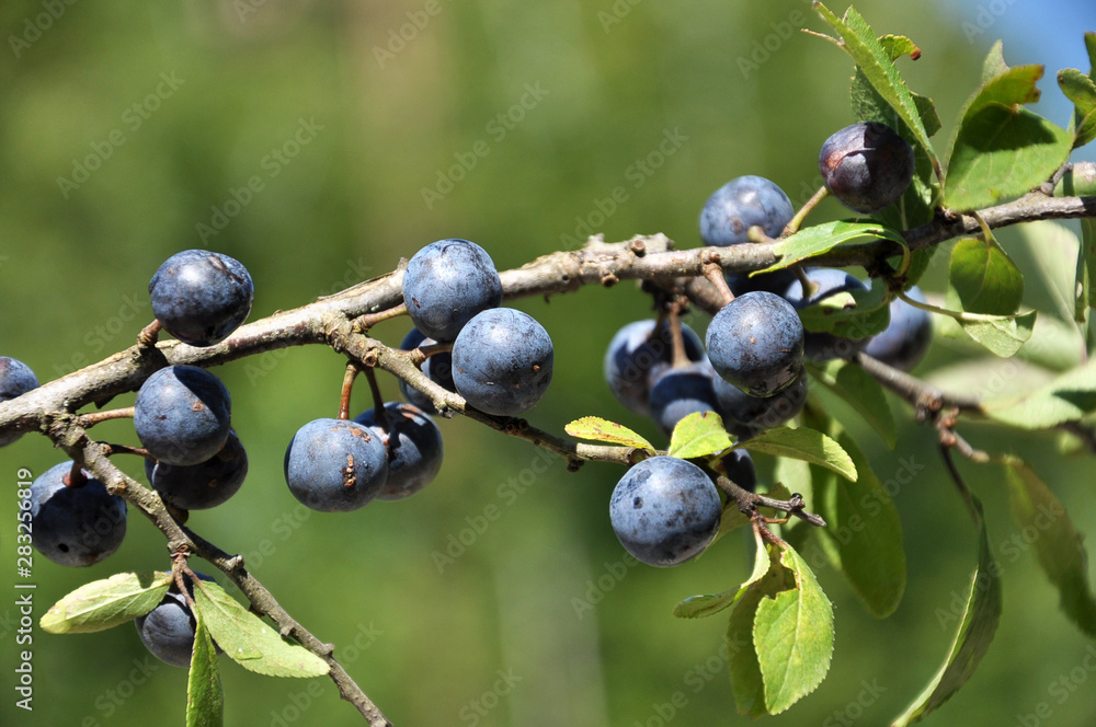 On the branch bush mature berries blackthorn On the branch bush mature berries blackthorn