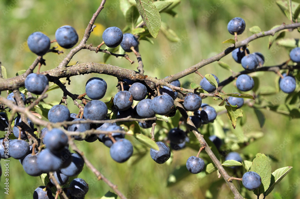 On the branch bush mature berries blackthorn
