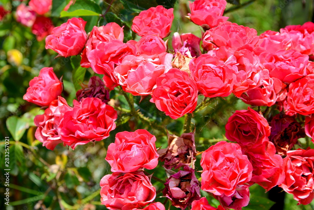 Nice flowers in the garden in midsummer, in a sunny day. Green landscape