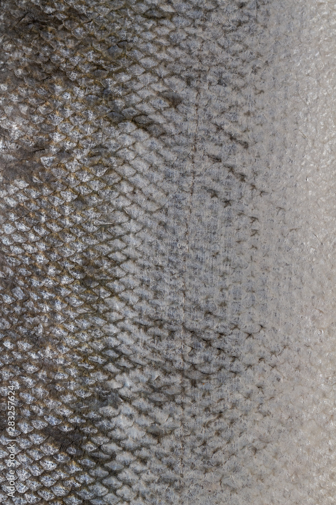 The fish scale close up. Salmon scale The fish scale close up. Salmon scale
