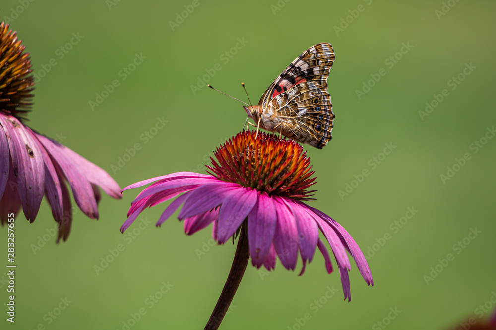 Butterfly on coneflower Butterfly on coneflower