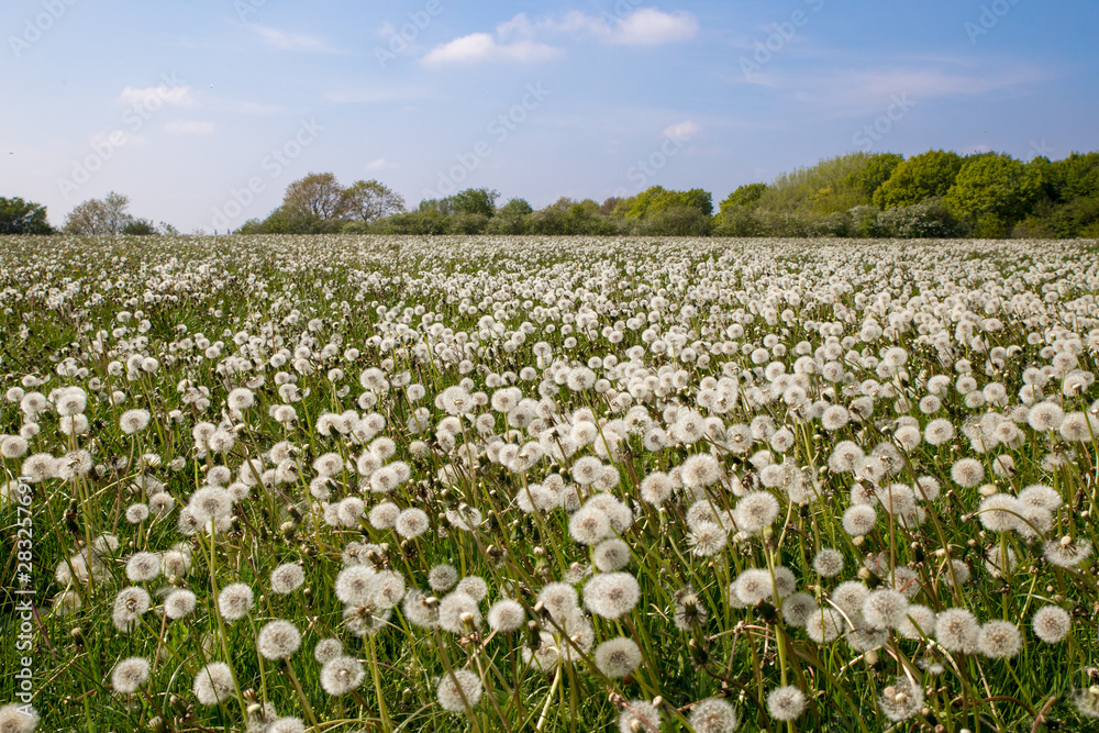 Wiese mit Pusteblumen Wiese mit Pusteblumen