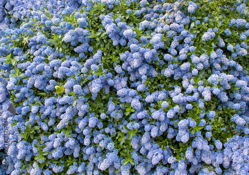 The flowers of the ceanothus shrub