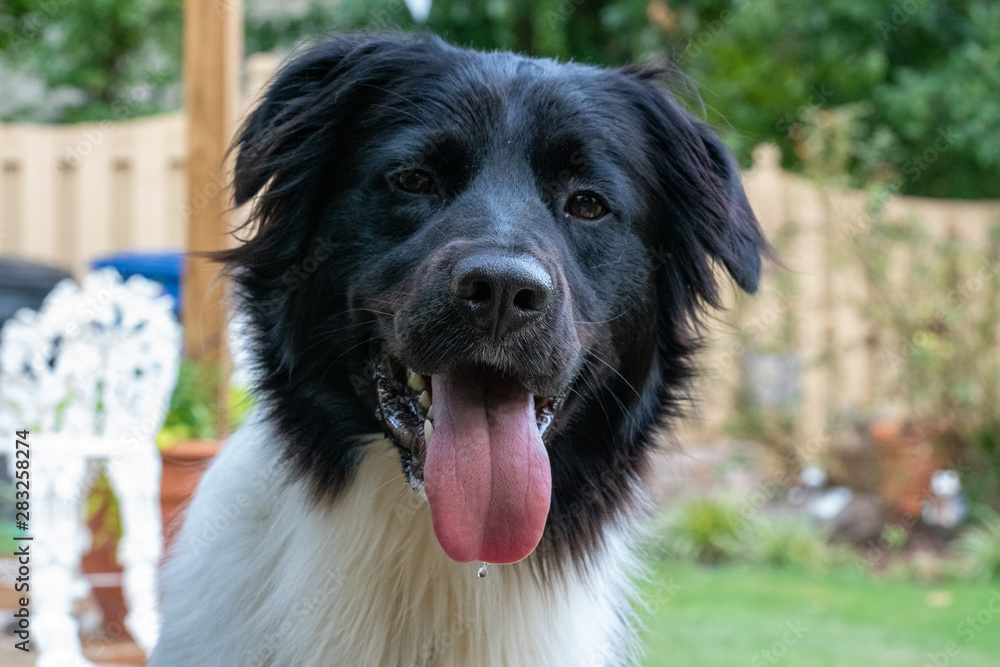 Rescue Dog Rescue Dog