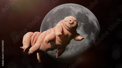 tardigrade, water bear in outer space